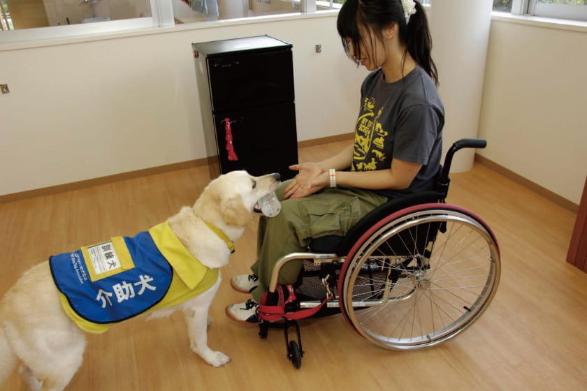 介助犬の育成・普及支援 イメージ写真